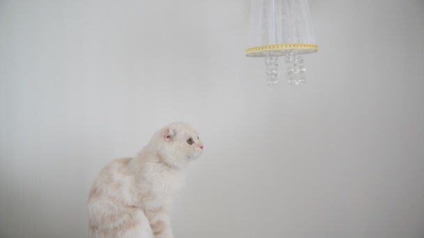 Котенок смотрит на хрустальные лампы подвески — стоковое видео
