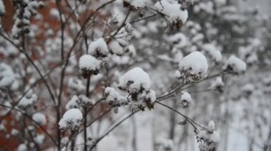 Yabani ot kaplı kar kar fırtınası sırasında