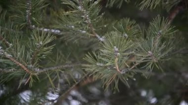 bir kar fırtınası sırasında Park'ta pinein kar dalları