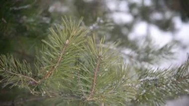 bir kar fırtınası sırasında Park'ta pinein kar dalları