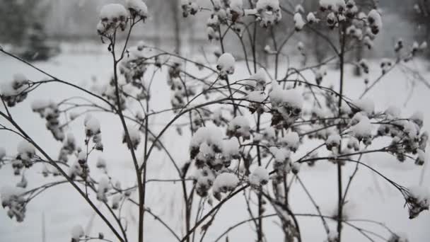 Ervas daninhas cobertas de neve durante uma nevasca — Vídeo de Stock