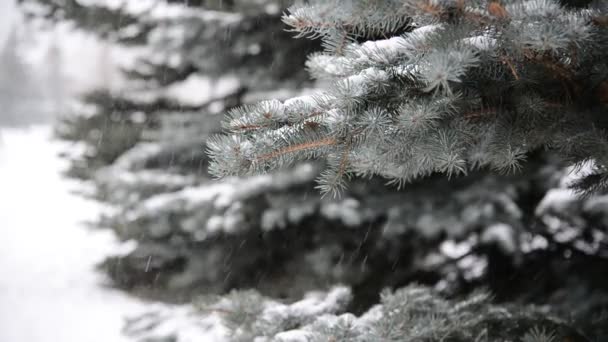 Ramas de abeto en la nieve en el parque durante una tormenta de nieve — Vídeos de Stock