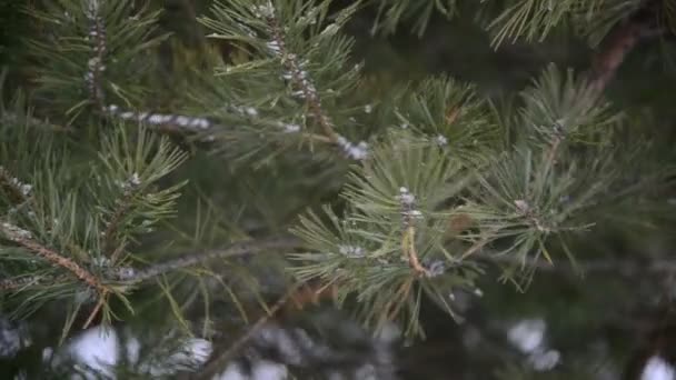 Oddziały pinein śniegu w parku podczas burzy śnieżnej — Wideo stockowe