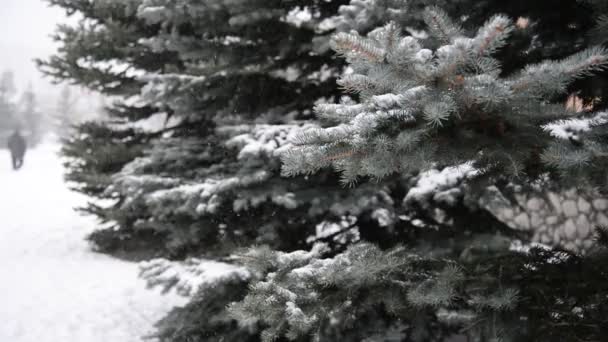Ramas de abeto en la nieve en el parque durante una tormenta de nieve — Vídeo de stock