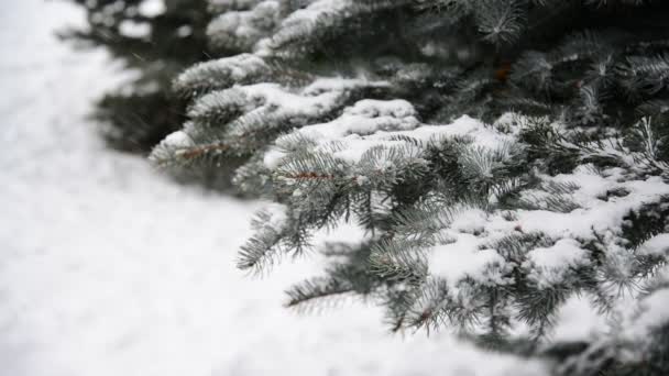 Ramas de abeto en la nieve en el parque durante una tormenta de nieve — Vídeos de Stock