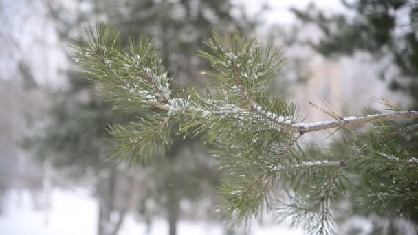 Ramas de piña nieve en el parque durante una tormenta de nieve — Vídeos de Stock