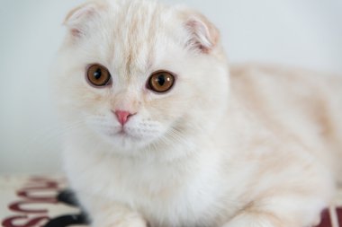 İskoç fold yavru kedi 4 ay closeup portresi