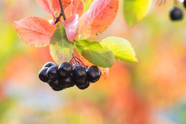 Olgun chokeberry sonbahar Bahçe.