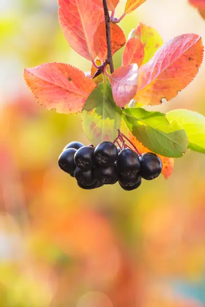 Olgun chokeberry sonbahar Bahçe. — Stok fotoğraf