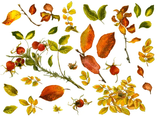 Watercolor autumn set — Stock Photo, Image