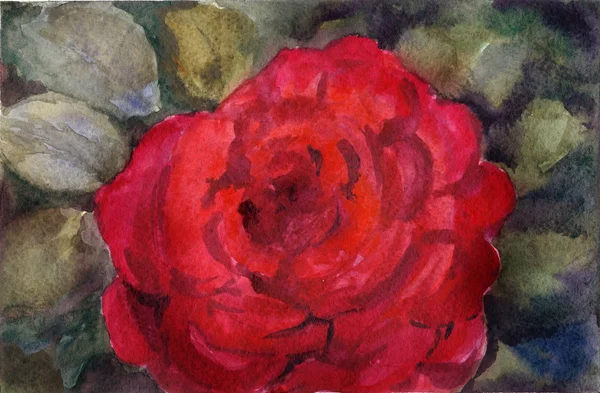 Watercolor red rose — Stock Photo, Image