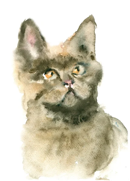 Portrait of  British cat — Stock Photo, Image