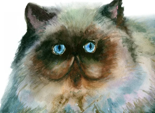 Portrait of Persian cat — Stock Photo, Image