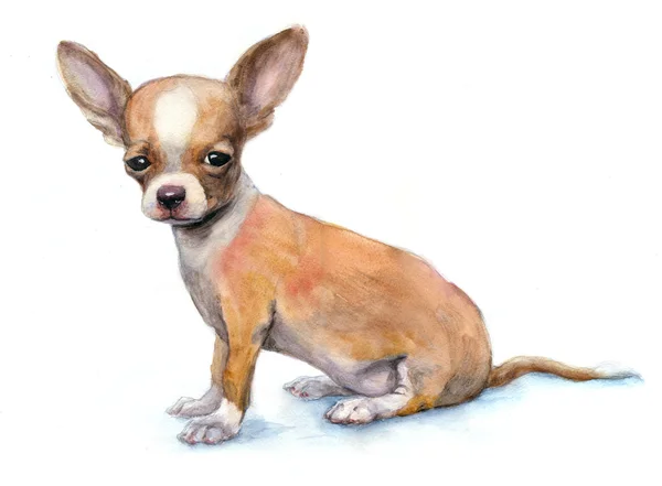 Chihuahua catelus pe alb — Fotografie, imagine de stoc