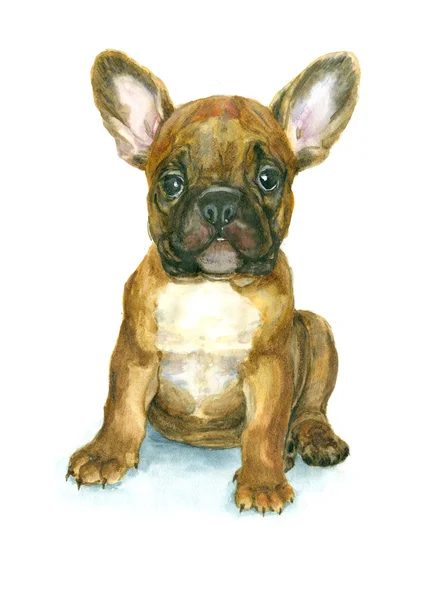 French Bulldog puppy — Stock Photo, Image