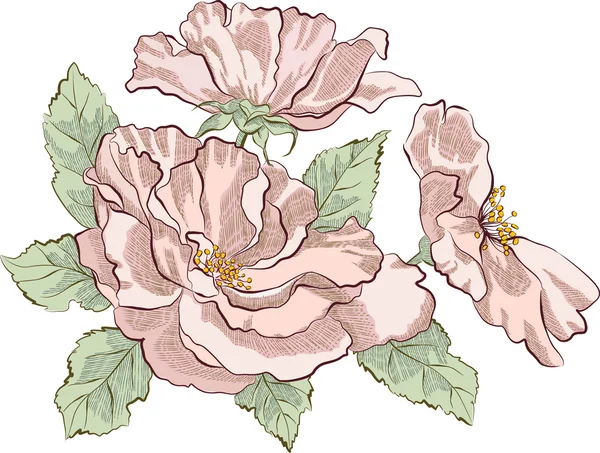 Дика троянда — стоковий вектор