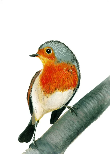 Robin. — Foto de Stock