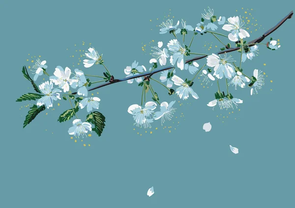 樱桃开花的分支 — 图库矢量图片