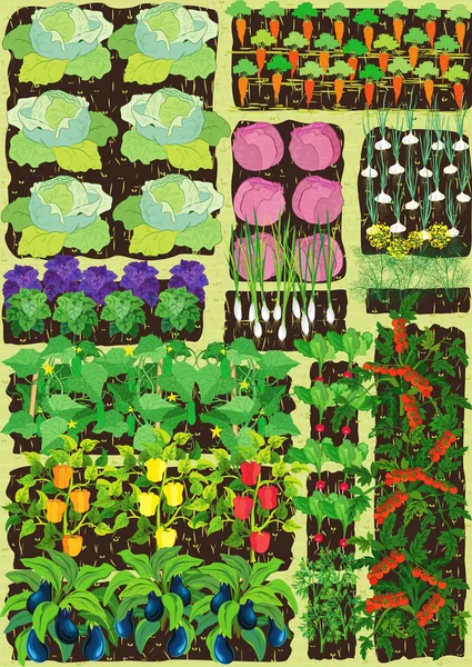 Potager — Image vectorielle