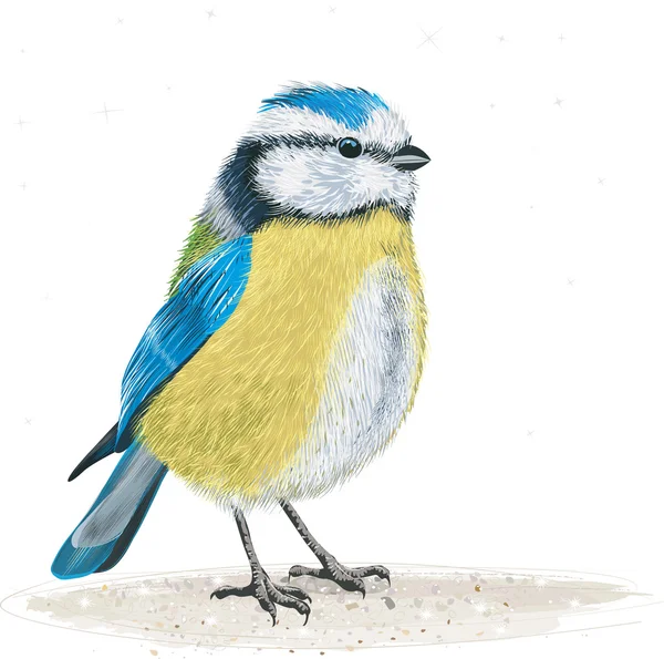 Bluetit — Stock vektor