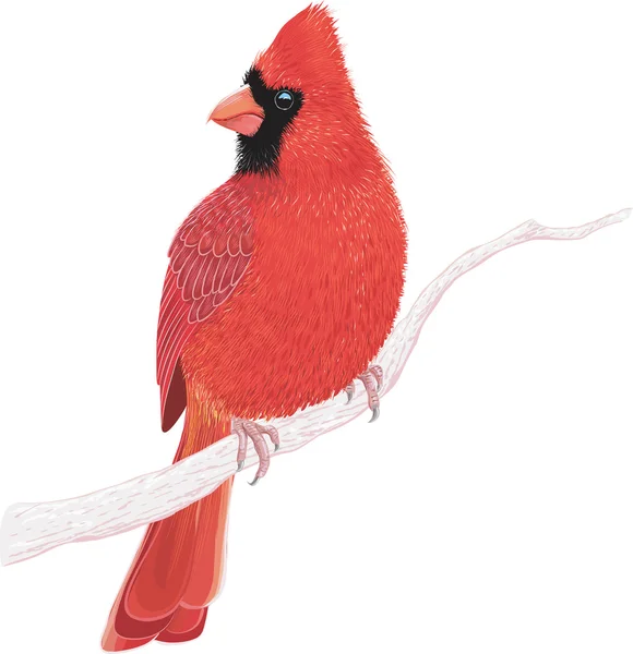 Kardinal — Stok Vektör