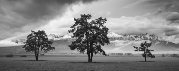 Three trees in front of mountains — Stock Photo, Image