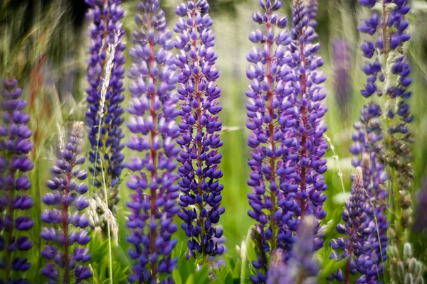 Lupine (Lupinus polyphyllus) on meadow — Stock Photo, Image