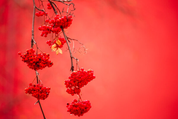 Rowan  ashberry rowan berries