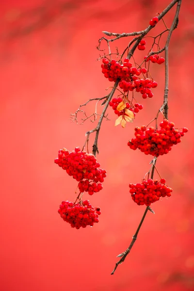 Rowan ashberry üvez meyveleri — Stok fotoğraf