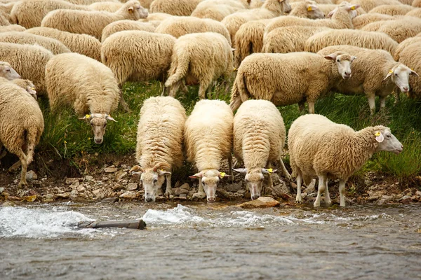 Explotación ganadera - rebaño de ovejas —  Fotos de Stock