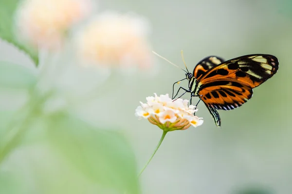 Heliconius helicon vlinder — Stockfoto