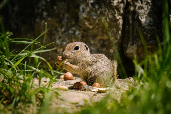 Europese grond squirell — Stockfoto