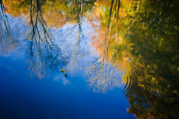 Outono na floresta — Fotografia de Stock