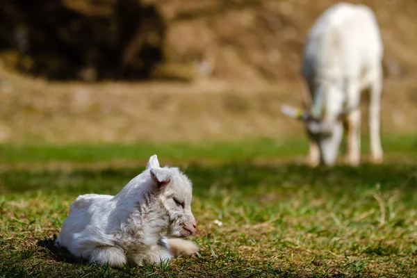 Nyfödda barn Stockbild