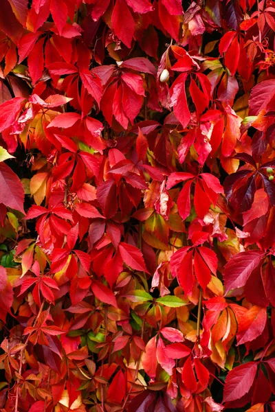 Colorful fall leaves — Stock Photo, Image