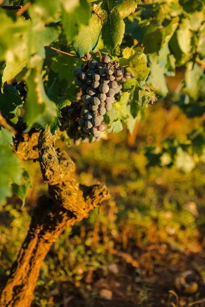Uvas de vino maduras — Foto de Stock