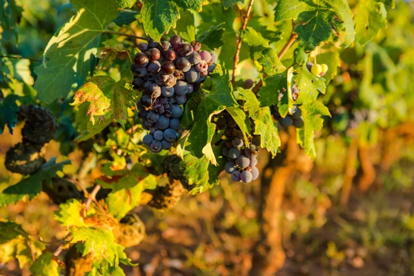 Ripe Wine Grapes — Stock Photo, Image