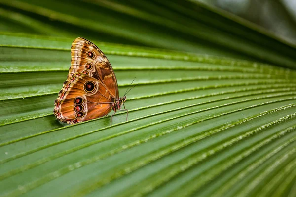 Farfalla all'aperto su piante fogliame — Foto Stock