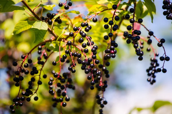 ผลไม้สีดํา Elderberry — ภาพถ่ายสต็อก