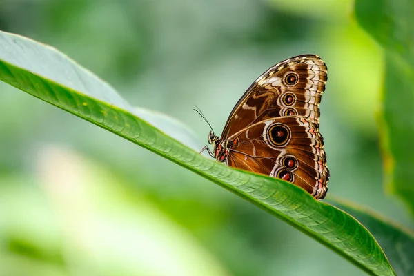 Vlinder buiten op gebladerte planten — Stockfoto