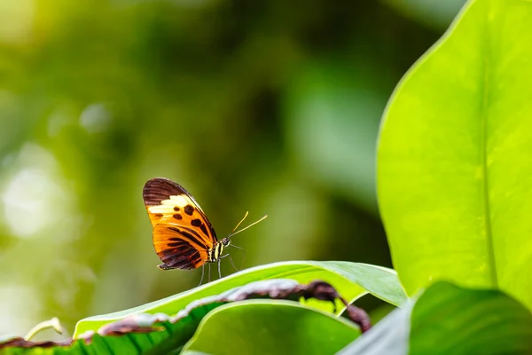 Метелик на відкритому повітрі на рослинах листя — стокове фото