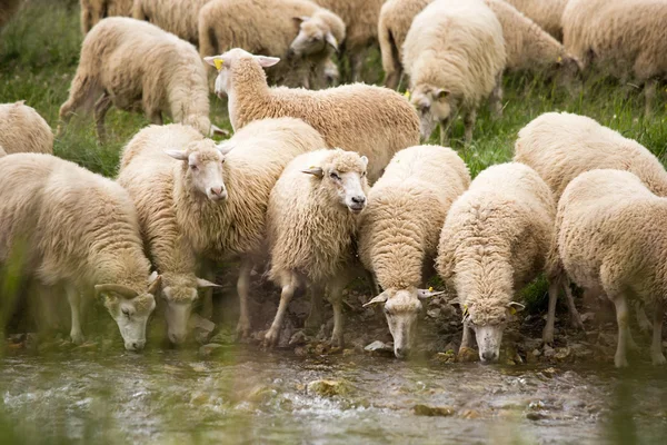 Животноводческое хозяйство - стадо овец — стоковое фото