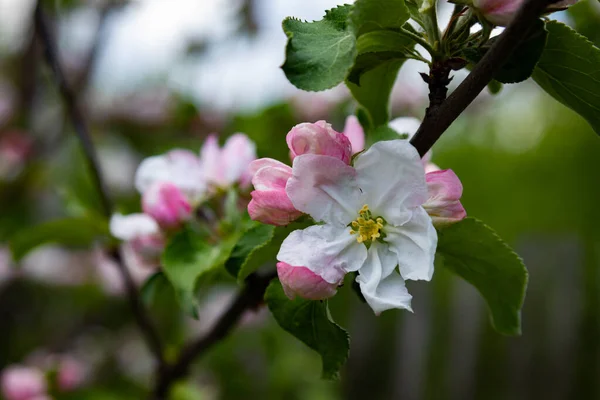 Bloeiende Appelboom Met Heldere Bloemen Close Een Groene Achtergrond Tuin — Stockfoto