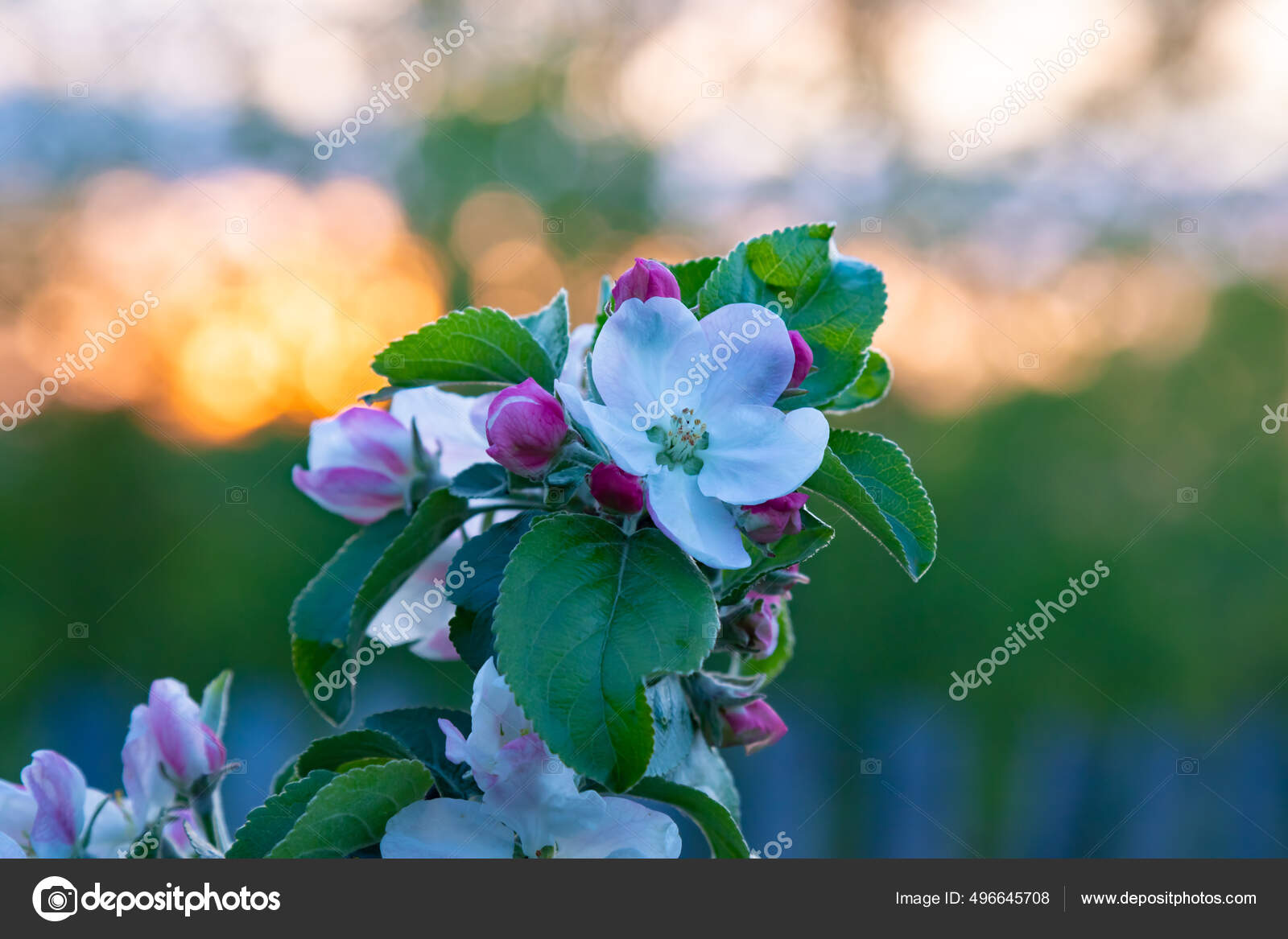 开花结果的苹果树开满了艳丽的花朵背景是绿色的花园里——图库图片© MariStep #496645708, image size:1600x1167