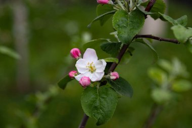 Bahçedeki yeşil arka planda parlak çiçekli çiçek açan elma ağacı.