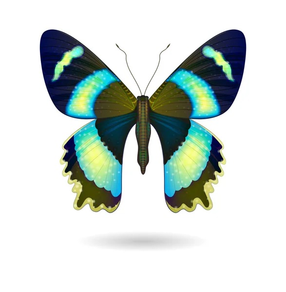 Vector  bright Butterfly isolated. EPS 10 — Stok Vektör