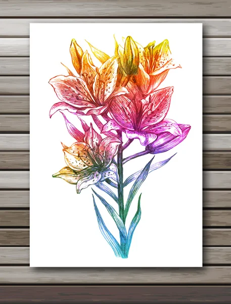 Lily flowers on white background. Colorful vector, EPS10. — Stock Vector