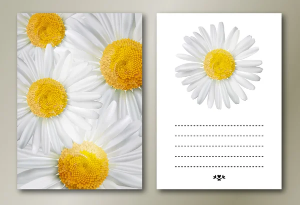 Vector chamomile flower greeting cards. EPS 10. — Stock Vector