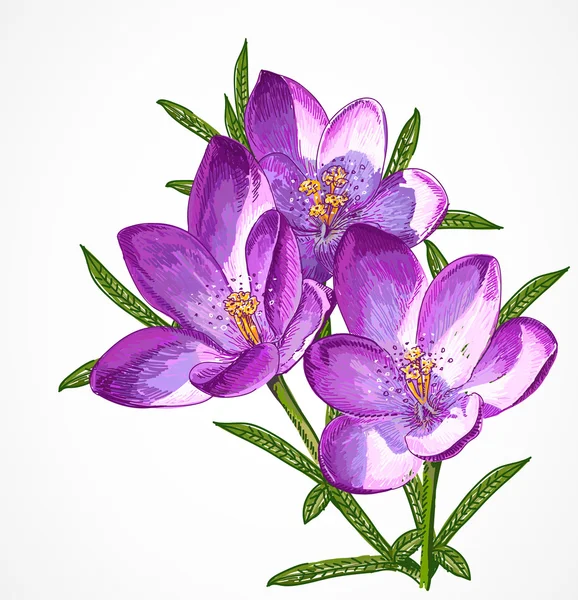 Ανοιξιάτικα λουλούδια διάνυσμα κρόκου για το σχέδιό σας. Εικονογράφηση Αρχείου