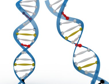 DNA kavramı